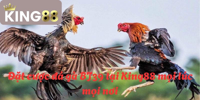 BJ39 đá gà - Sân chơi đá gà hấp dẫn nhất hành tinh năm 2026 3 BJ39 đá gà tại King88 là điểm đến lý tưởng cho các hội viên