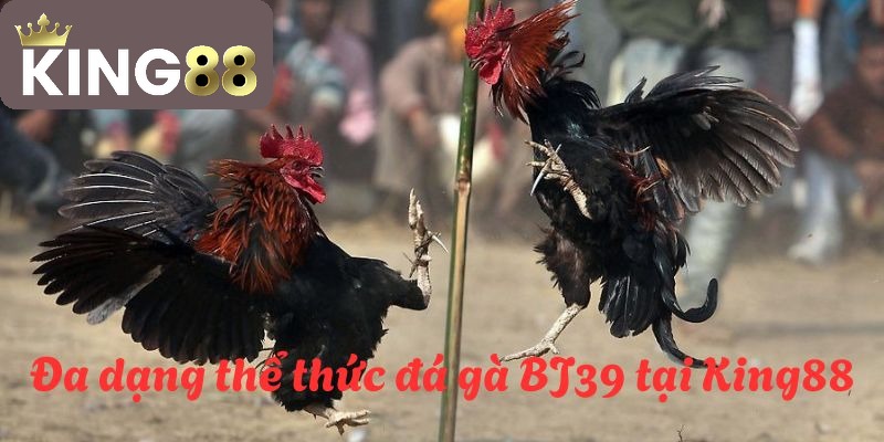BJ39 đá gà - Sân chơi đá gà hấp dẫn nhất hành tinh năm 2026 4 Đa dạng các thể thức đá gà giúp anh em có nhiều sự lựa chọn đặt cược